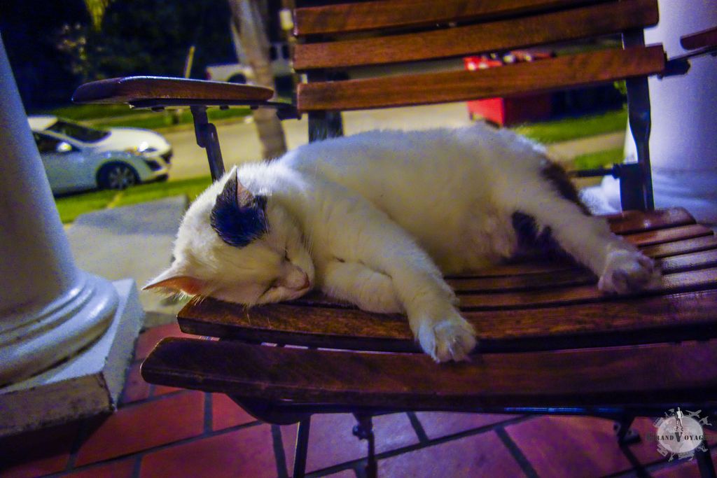 Un chat, nous accueille (façon de parler) à l'hostel. C'est bon signe ! Un chat, nous accueille (façon de parler) à l'hostel. C'est bon signe !