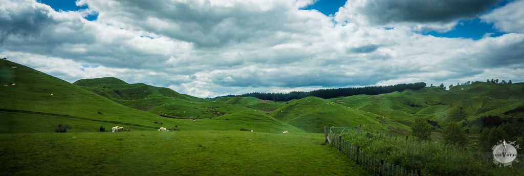 Des moutons, encore des moutons. Des moutons, encore des moutons.