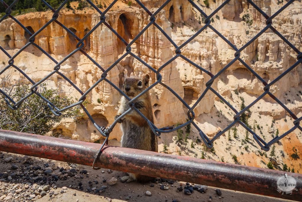 On un 'tit écureuil ! C'est un golden-mantled ground squirrel. Wikipedia me dit dans l'oreillette, qu'en français, on l'appelle spermophile à manteau doré. Voilà, vous vous coucherez moins bêtes. On un 'tit écureuil ! C'est un golden-mantled ground squirrel. Wikipedia me dit dans l'oreillette, qu'en français, on l'appelle spermophile à manteau doré. Voilà, vous vous coucherez moins bêtes.