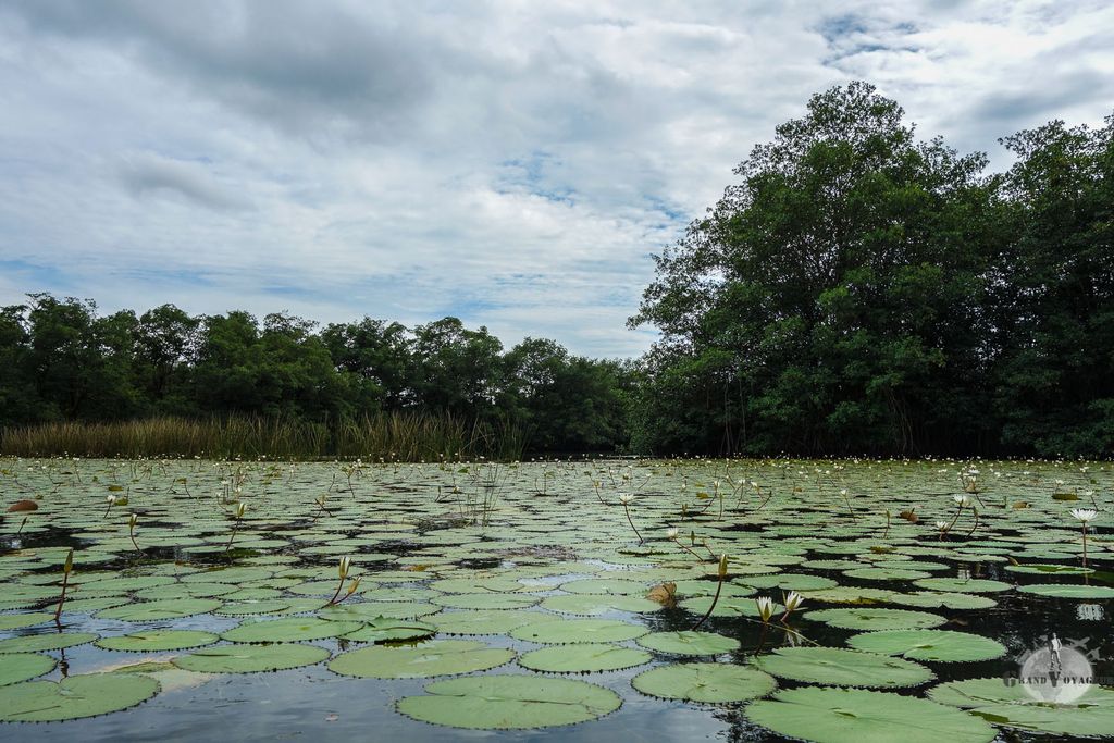 Un lac de nénuphars. On n'aura pas vu de grenouille dessus ceci dit.