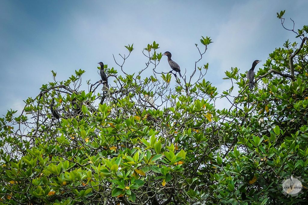 Ce sont des cormorans ça non ?
