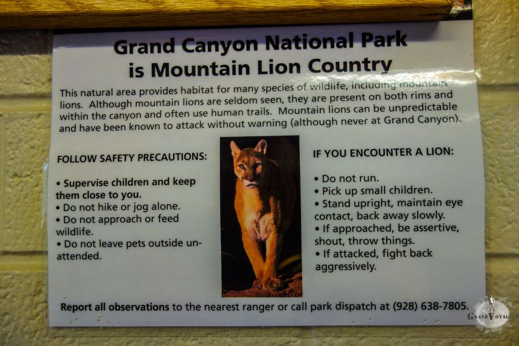 Avertissement des rangers : si vous croisez un puma (mountain lion) et qu'il vous attaque, répliquez et attaquez de toutes vos forces ! T-Chat est impressionné par son cousin. Avertissement des rangers : si vous croisez un puma (mountain lion) et qu'il vous attaque, répliquez et attaquez de toutes vos forces ! T-Chat est impressionné par son cousin.