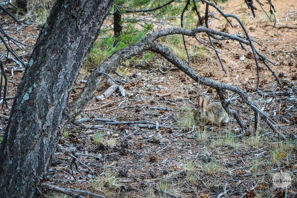 Jeu concours Astrapi : un animal se cache dans cette photo. Sauras-tu le débusquer ? Jeu concours Astrapi : un animal se cache dans cette photo. Sauras-tu le débusquer ?