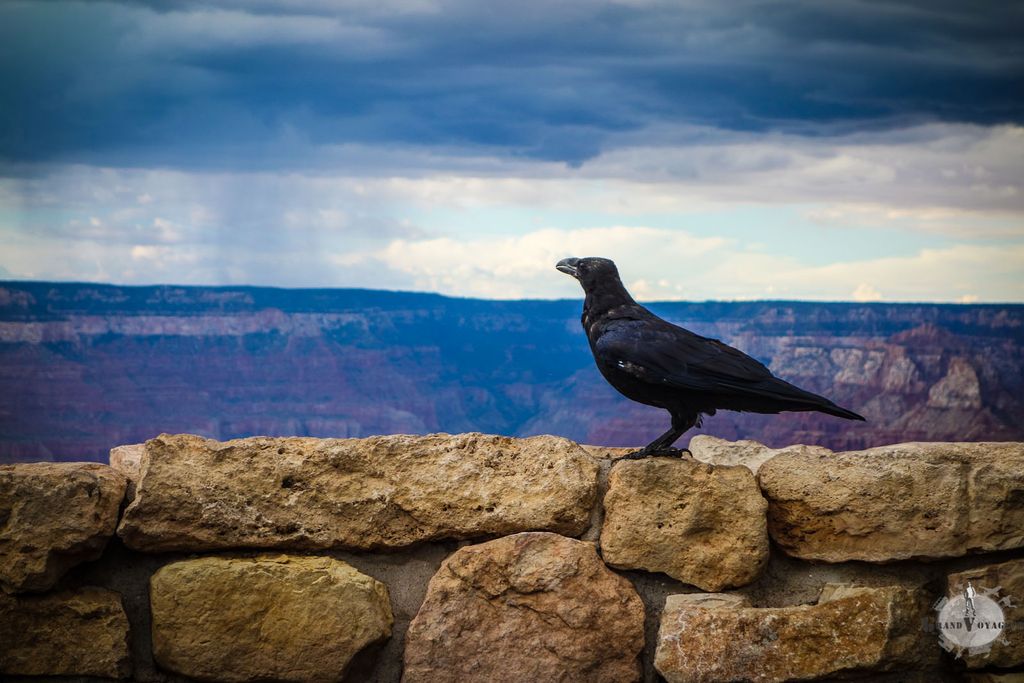 C'est un corbeau ? C'est un corbeau ?