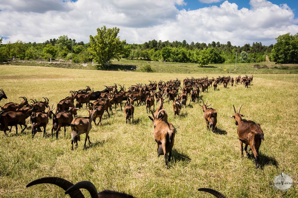 La Haute-Provence, aussi le meilleur fromage de chèvre qui existe !