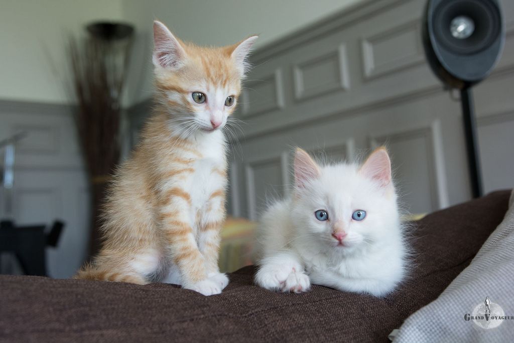 Archy c'est l'orange et Deux c'est le blanc !