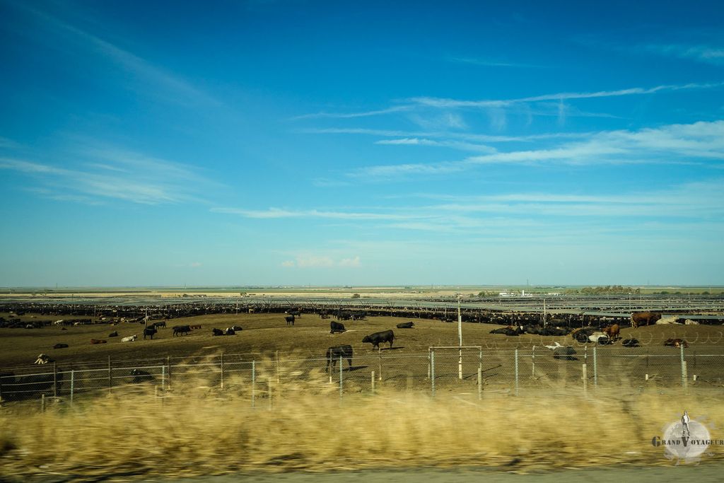 Nous passons à coté de la plus grande ferme à bétail que j'ai jamais vue. Sur plusieurs kilomètres, cette ferme longe l'autoroute. Des dizaines de milliers de bêtes sont là, dans une odeur absolument horrible... Mangez du bœuf ! Nous passons à coté de la plus grande ferme à bétail que j'ai jamais vue. Sur plusieurs kilomètres, cette ferme longe l'autoroute. Des dizaines de milliers de bêtes sont là, dans une odeur absolument horrible... Mangez du bœuf !