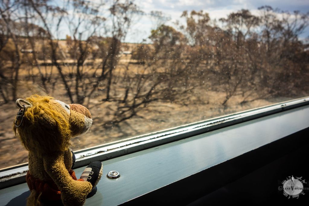 T-Chat a trouvé sa place. Le paysage le rend nostalgique de son habitat originel (j'ai beau lui dire qu'il vient d'une usine en Chine, il ne veut rien entendre) T-Chat a trouvé sa place. Le paysage le rend nostalgique de son habitat originel (j'ai beau lui dire qu'il vient d'une usine en Chine, il ne veut rien entendre)
