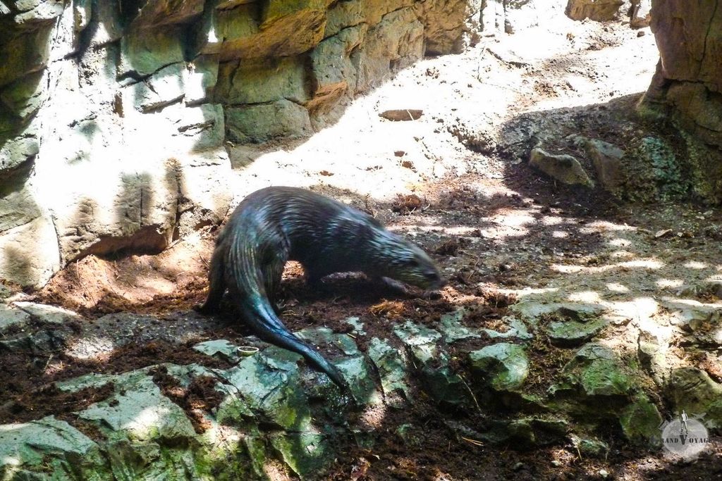 J'adore les loutres ! J'adore les loutres !