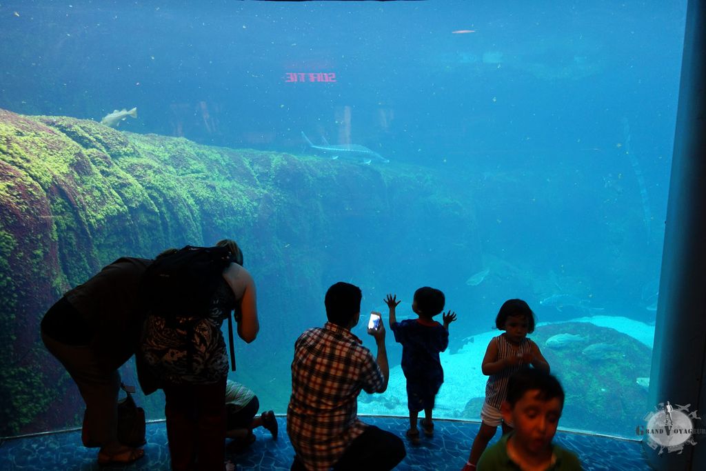 Un aquarium c'est mieux que n'importe quel programme télé pour les enfants... et pour les plus grands 😊 Un aquarium c'est mieux que n'importe quel programme télé pour les enfants... et pour les plus grands 😊