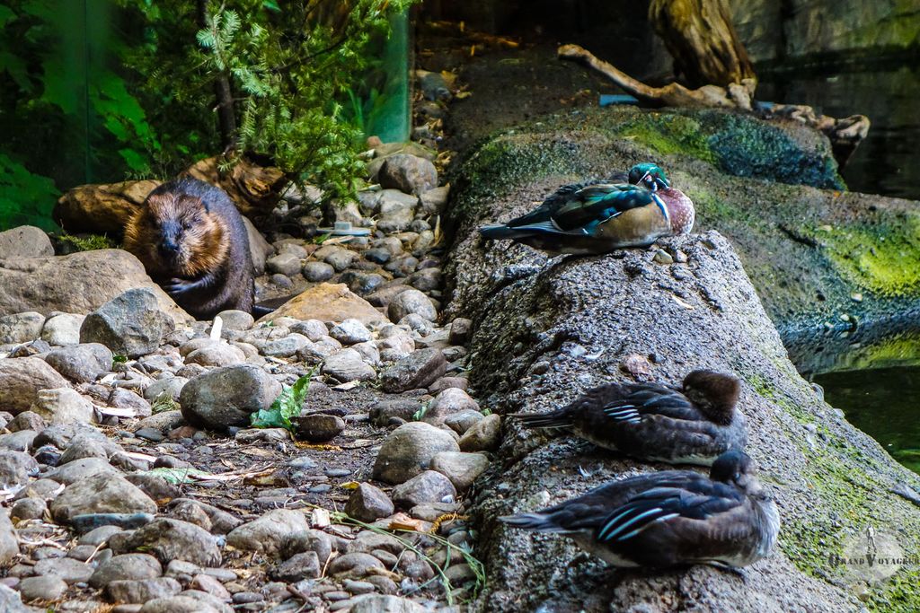 Le castor essaye peut-être de se cacher derrière les pierres pour ne pas être vu. En tout cas, c'est raté. Le castor essaye peut-être de se cacher derrière les pierres pour ne pas être vu. En tout cas, c'est raté.