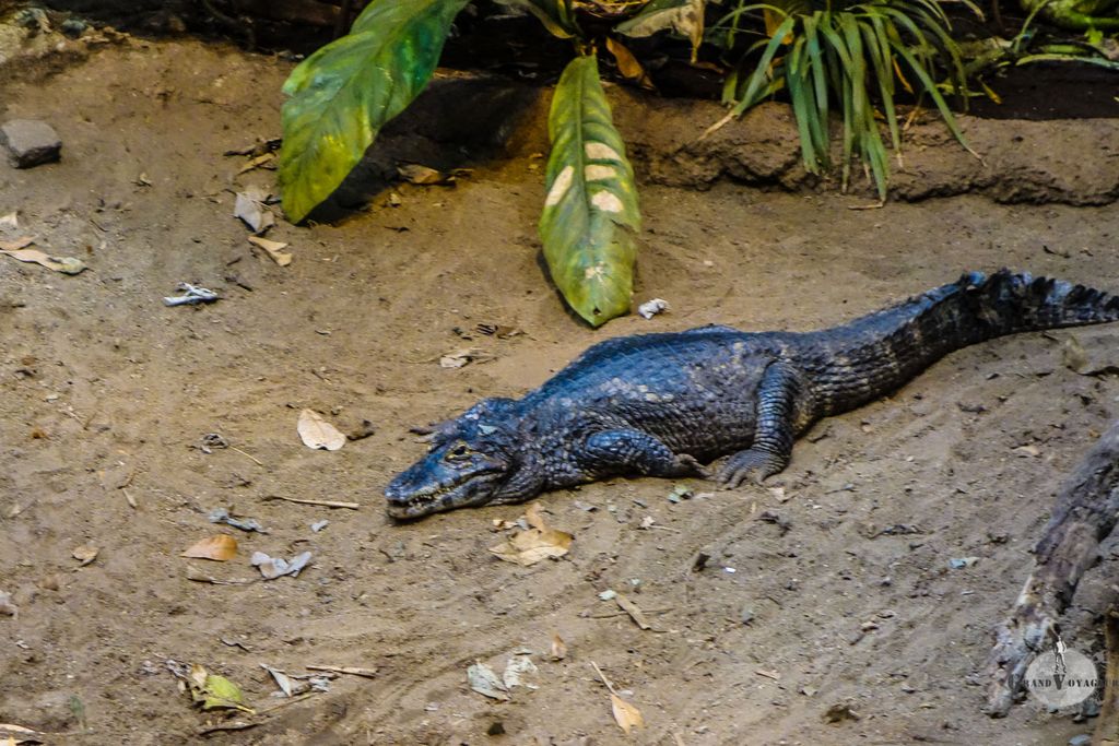 Oh, un crocodile en peau de sac à main ! Oh, un crocodile en peau de sac à main !