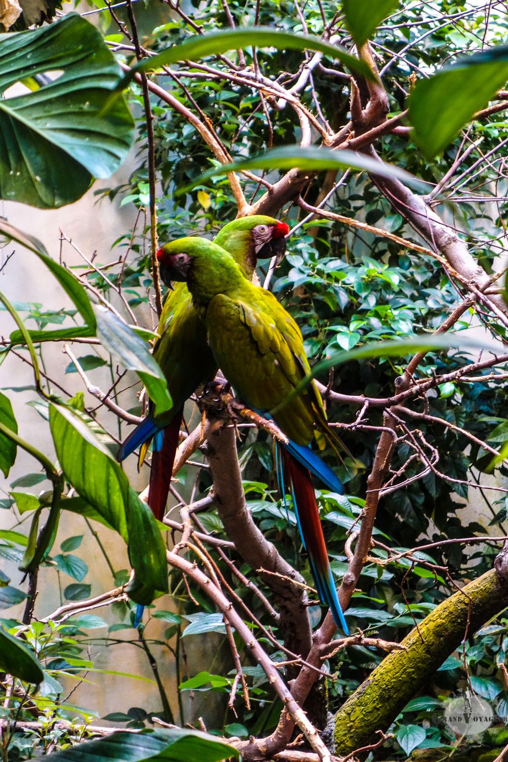 Ces perroquets-ci se fondent plus facilement dans le paysage. Mais je suis sûr qu'ils sont jaloux des autres! Ces perroquets-ci se fondent plus facilement dans le paysage. Mais je suis sûr qu'ils sont jaloux des autres!