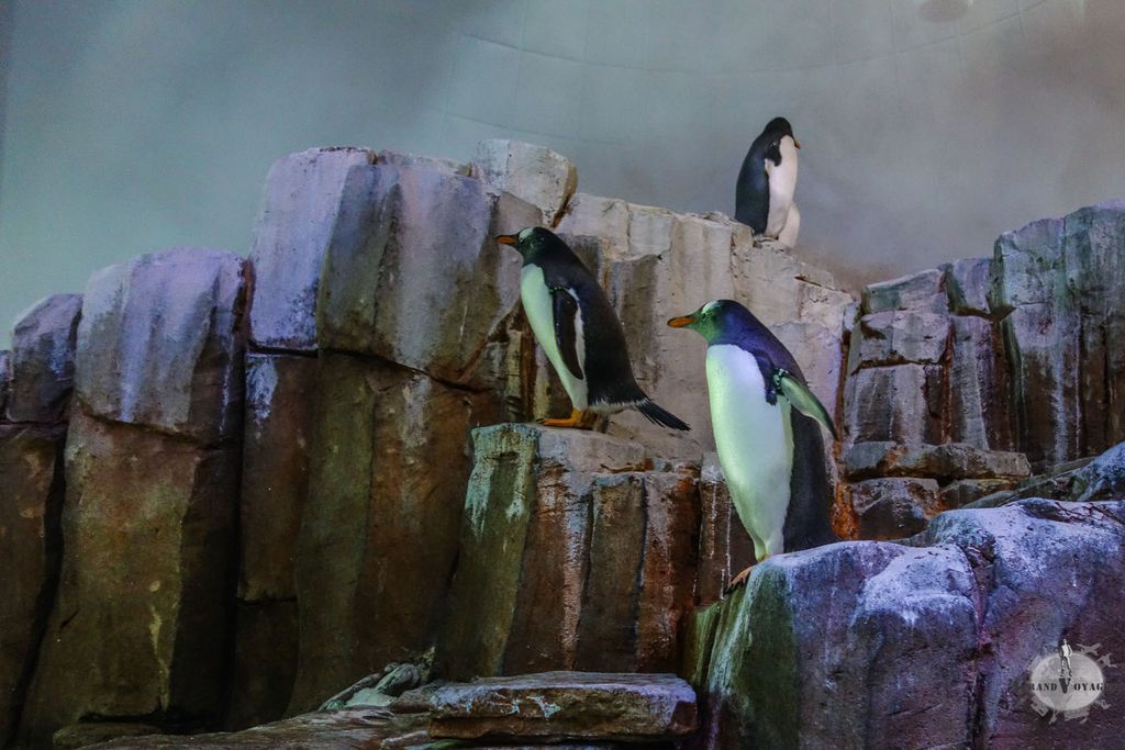 Et si j'ajoutais l'Antarctique à mon trip ? Et si j'ajoutais l'Antarctique à mon trip ?