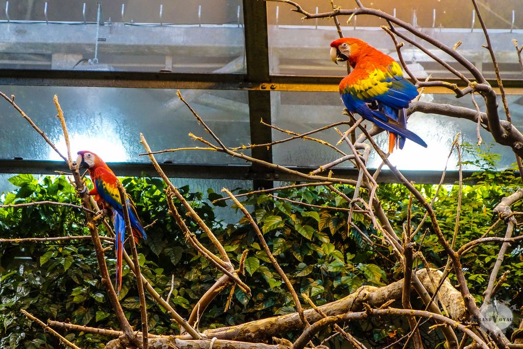 Ces perroquets ne doivent pas avoir beaucoup de prédateurs naturels car ils ne passent pas vraiment inaperçus au milieux des arbres. Ces perroquets ne doivent pas avoir beaucoup de prédateurs naturels car ils ne passent pas vraiment inaperçus au milieux des arbres.