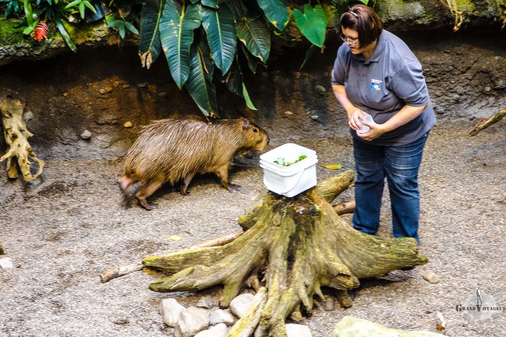 Ce machin est un Capybara, le plus gros rongeur au monde. Moi, je ne serais pas rassuré si j'étais la dame... Ce machin est un Capybara, le plus gros rongeur au monde. Moi, je ne serais pas rassuré si j'étais la dame...