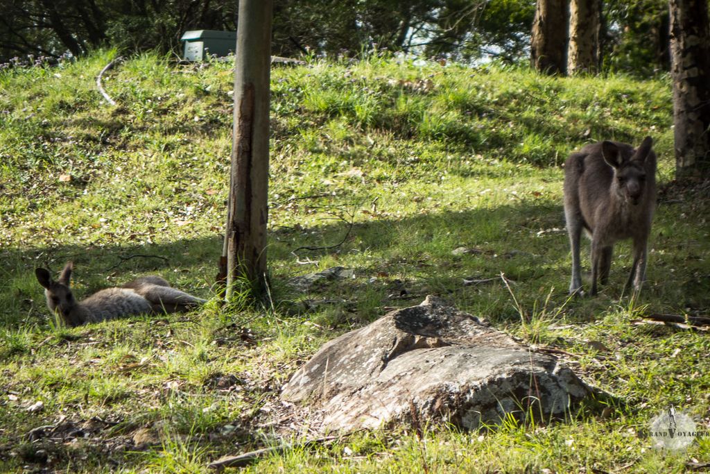 Des kangourous, à l'évidence très heureux de nous accueillir parmi eux. Des kangourous, à l'évidence très heureux de nous accueillir parmi eux.