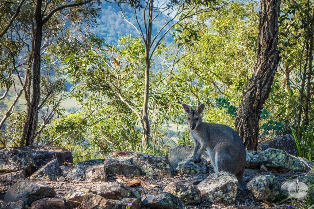 Image for Nouvel an chez les kangourous