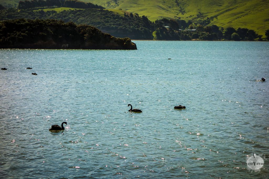 Des cygnes noirs, introduits depuis l'Australie.