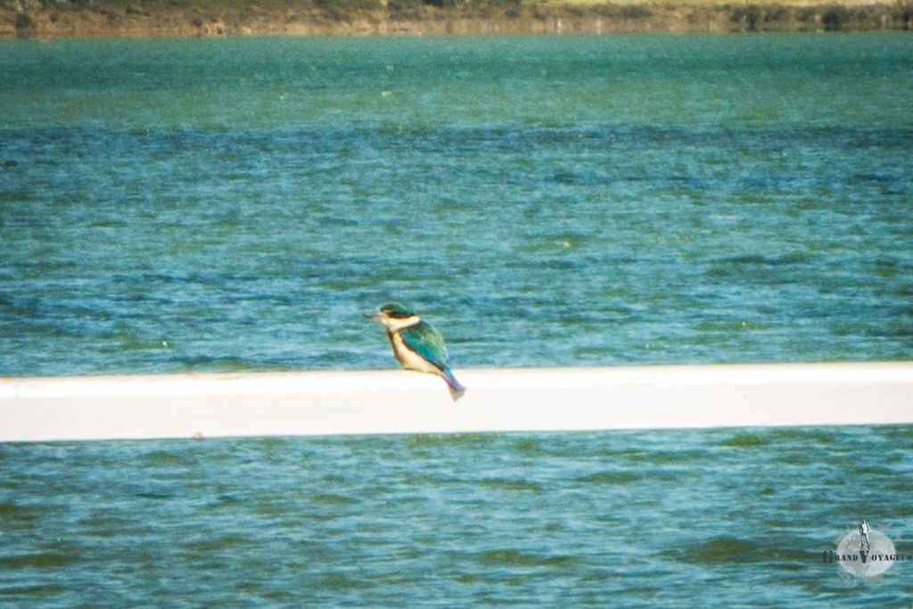 Un kingfisher ou martin-pêcheur en français. Désolé pour la mauvaise qualité de la photo mais cet animal très sauvage s'est envolé dès que nous avons essayé de nous approcher un peu plus.