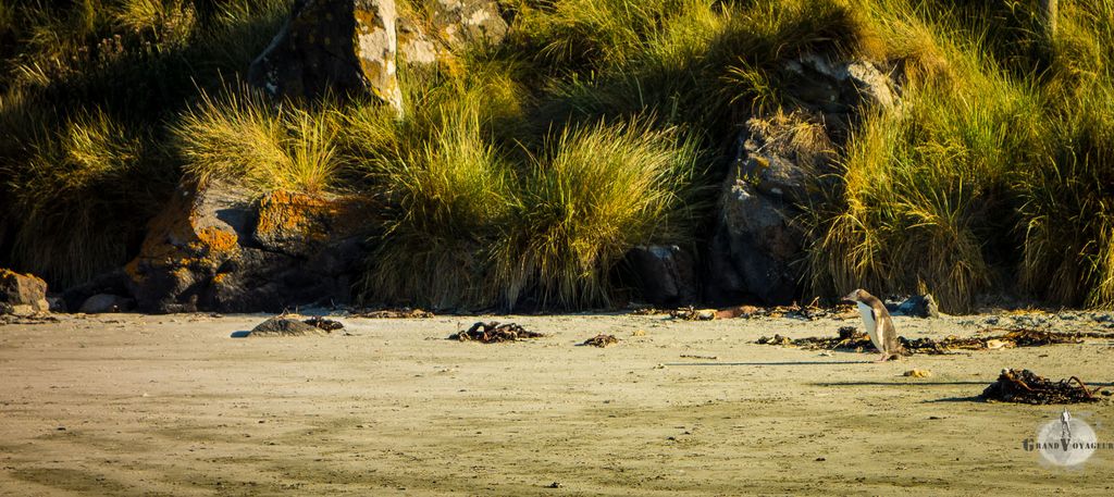 Alors que nous quittons la plage, un pingouin rentre au nid.