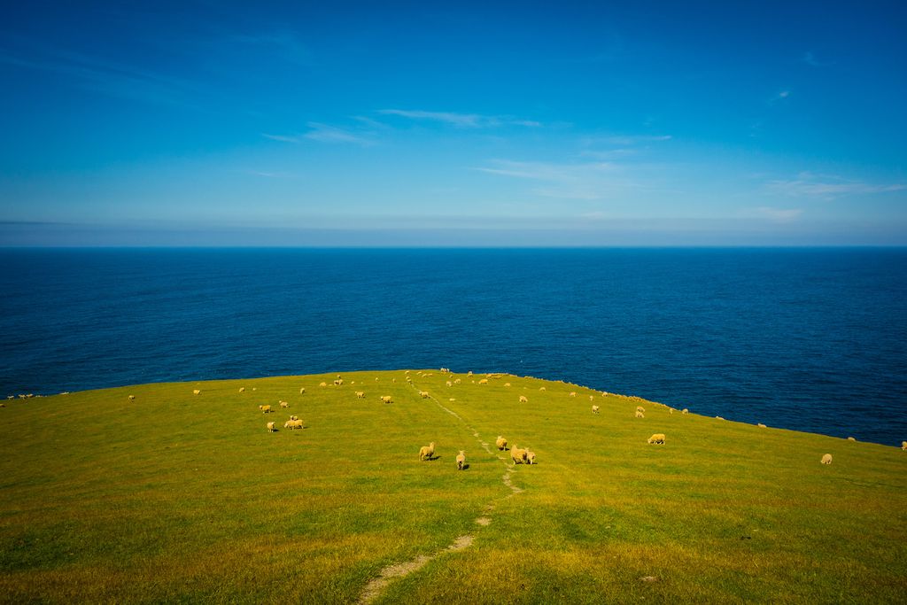 Un chemin au milieu des moutons ? Pas de doute, nous sommes bien en Nouvelle-Zélande