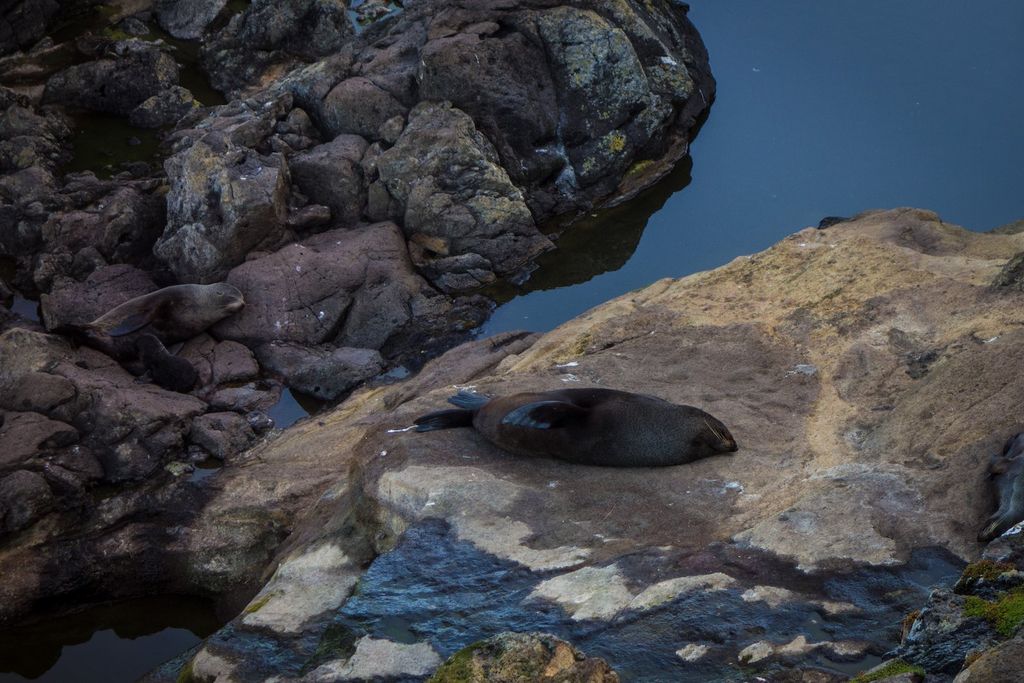 Un otarie à fourrure faisant une sieste, sûrement bien méritée.