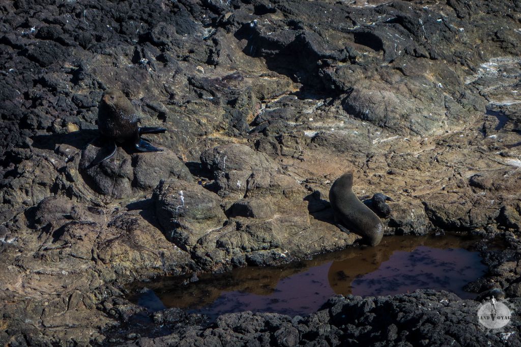 A gauche l'otarie mâle, massif. A droite une mère et son petit voulant partir explorer les alentours. Sa mère passera son temps à le ramener près d'elle.