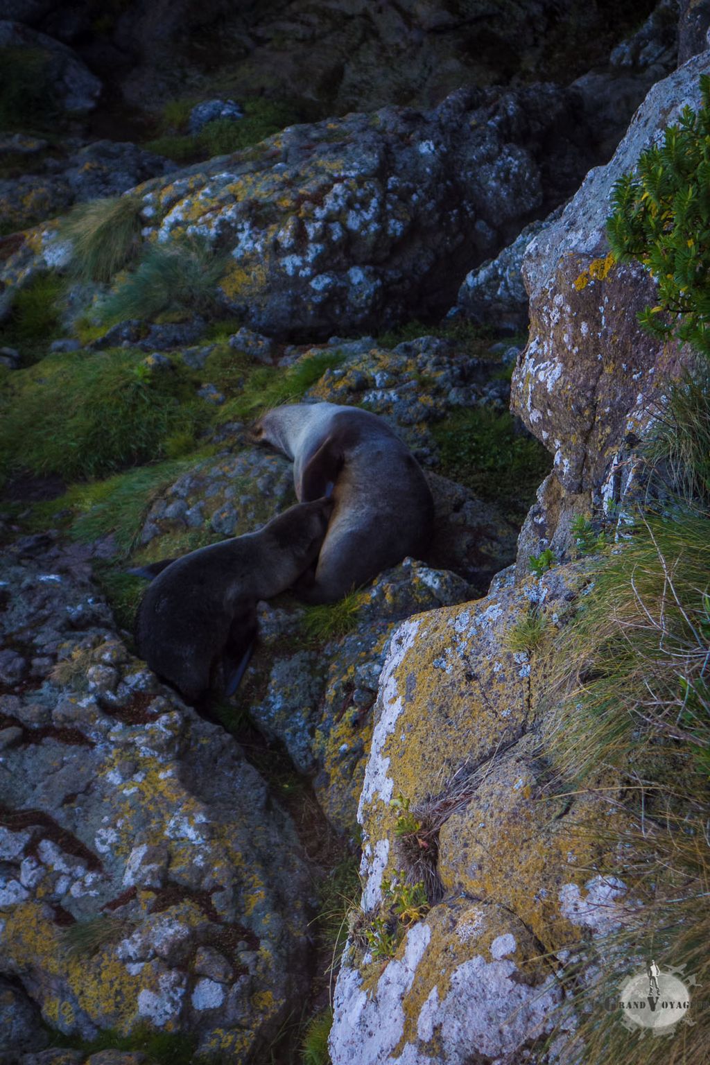 Une otarie femelle nourrissant son petit.