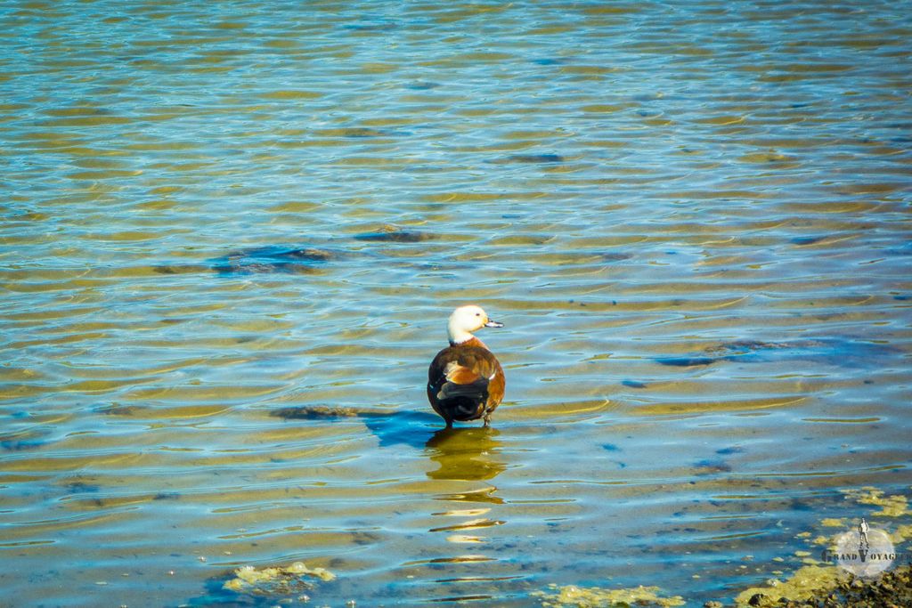 Un paradise duck ou tadorne de Nouvelle-Zélande en français. Comme son nom l'indique, cette espèce est endémique en Nouvelle-Zélande. La femelle est facilement reconnaissable à sa tête blanche et son corps brun.