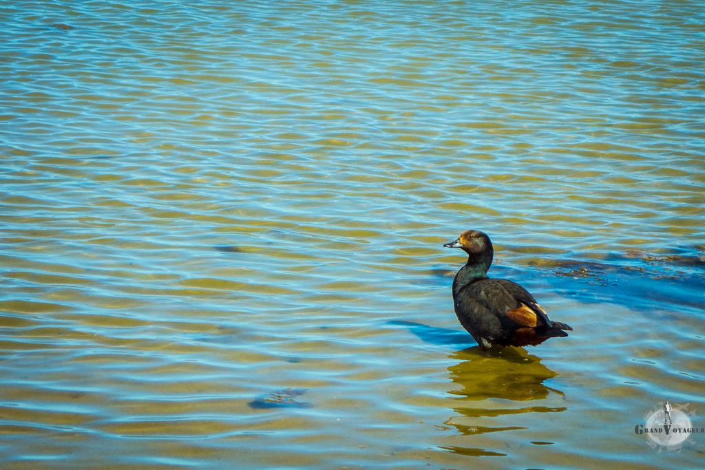 Le tadorne mâle, lui aussi facilement reconnaissable à son corps gris-noir. Les tadornes vivent en général en couple, comme c'est le cas ici.