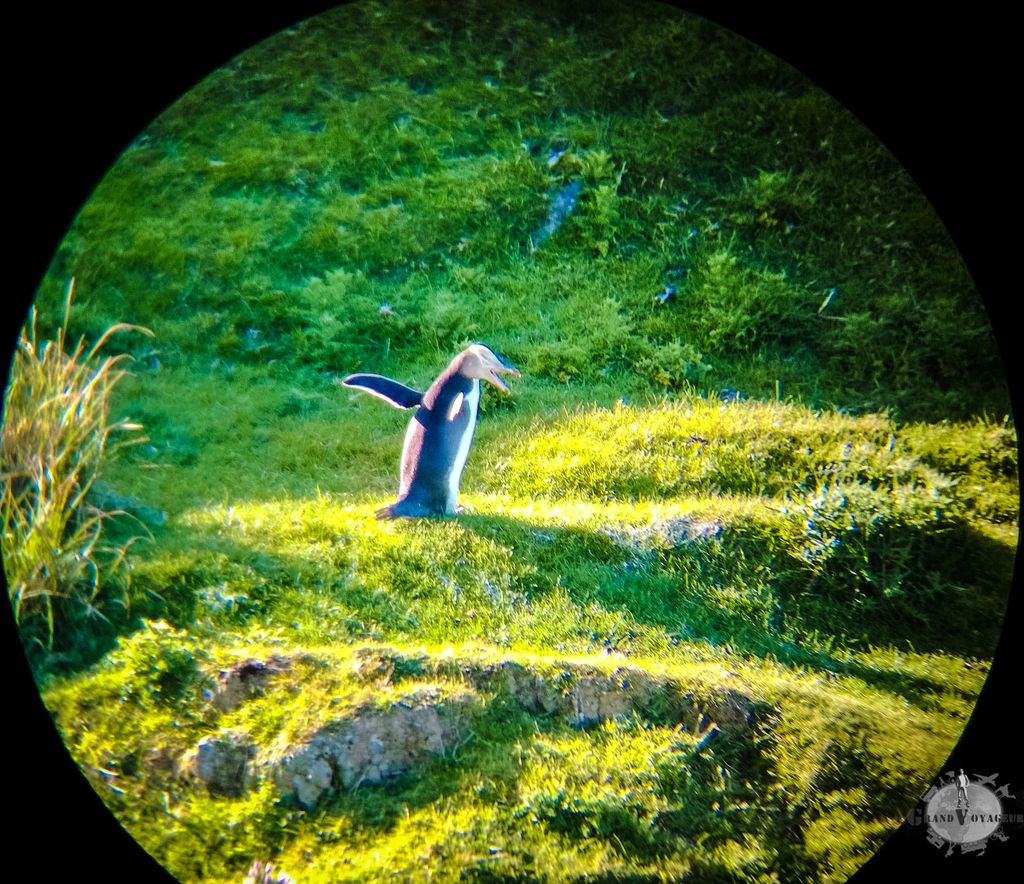 Image for Pingouins, otaries, oiseaux et plus sur la péninsule d’Otago