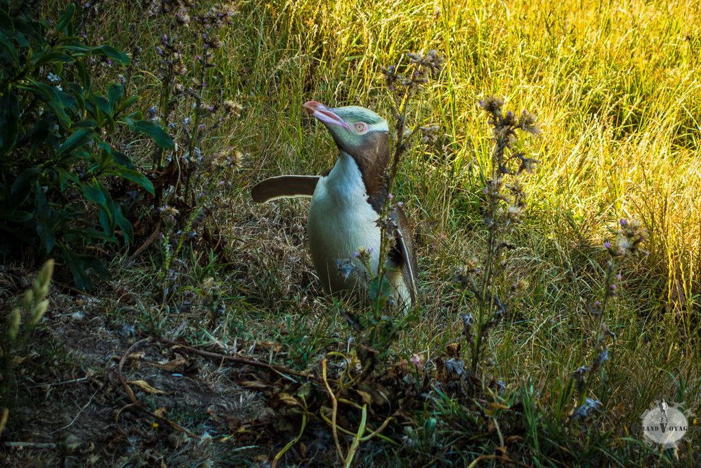 Un jeune particulièrement curieux viendra nous observer, jusqu'à un mètre de la cabine, pour notre plus grand plaisir.