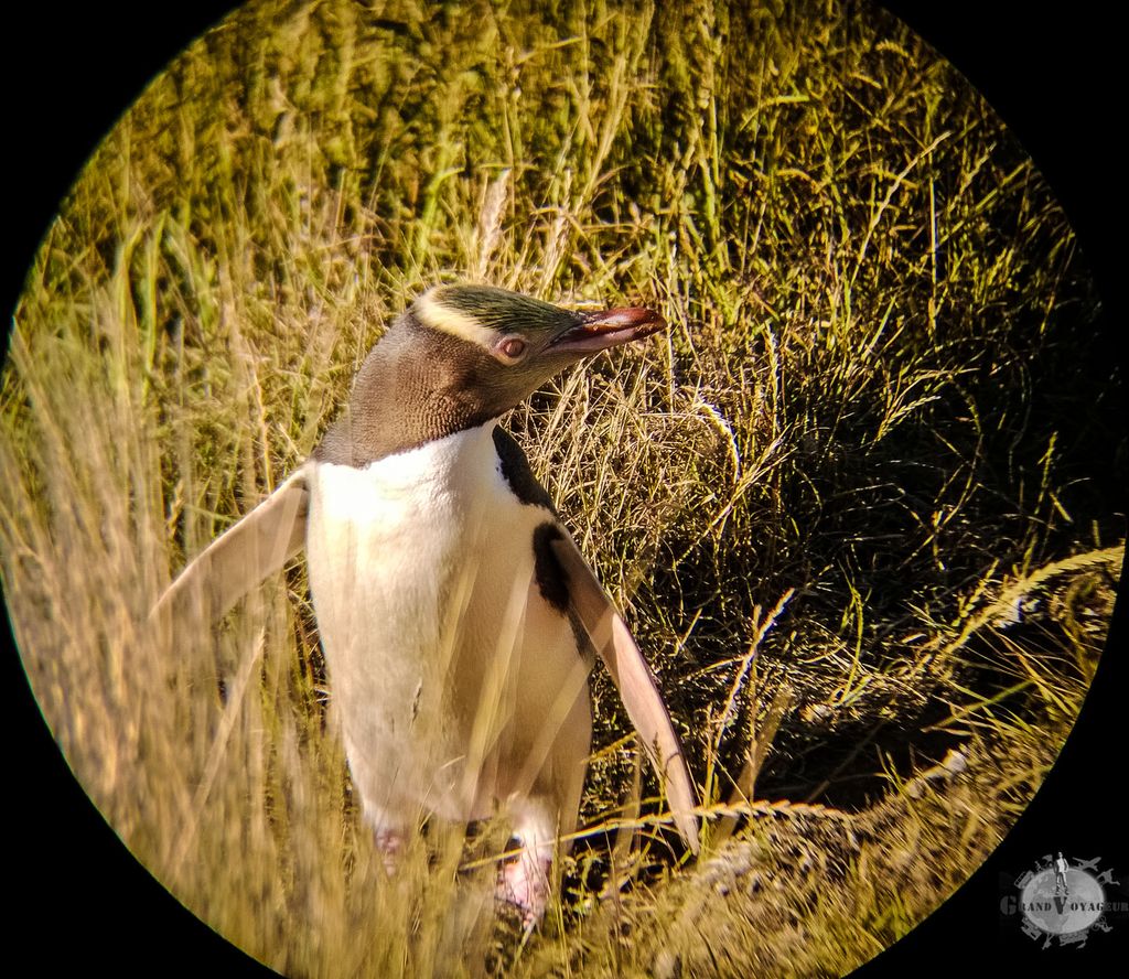 Celui-ci prend même la pose pour nous. Claaaaaasse.