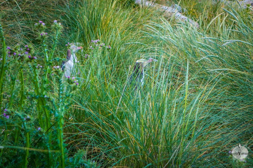 "On se cache dans les herbes, tu ne nous vois pas hein?". Heu... si.