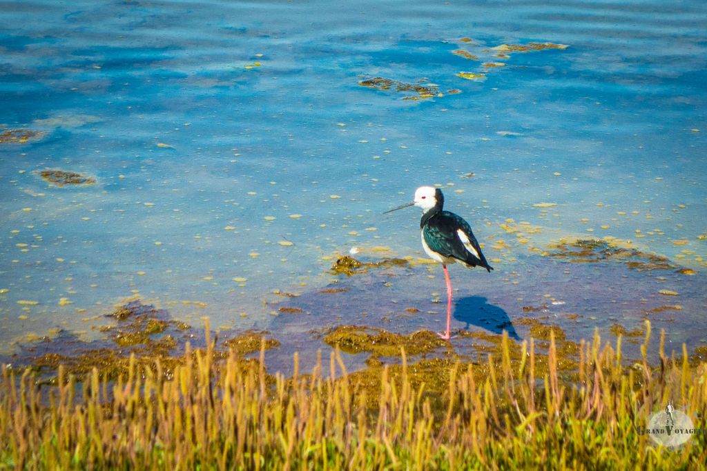 Une échasse blanche (poaka en maori) se repose sur une patte au bord de l'eau.