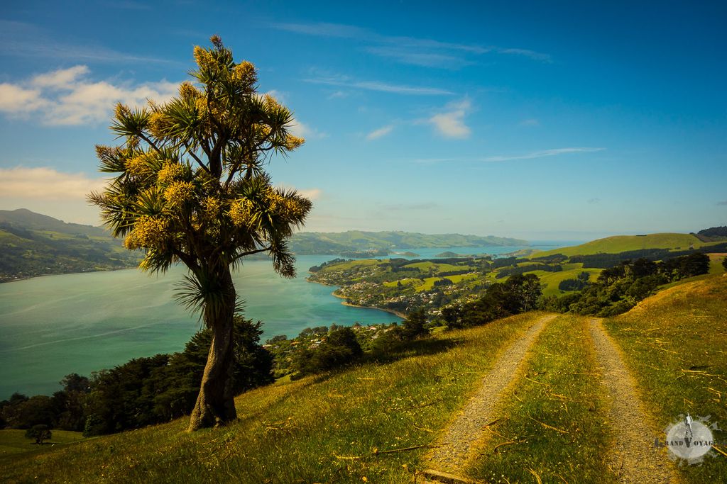Arrivée en péninsule d'Otago, on n'aurait pas pu avoir un meilleur temps.
