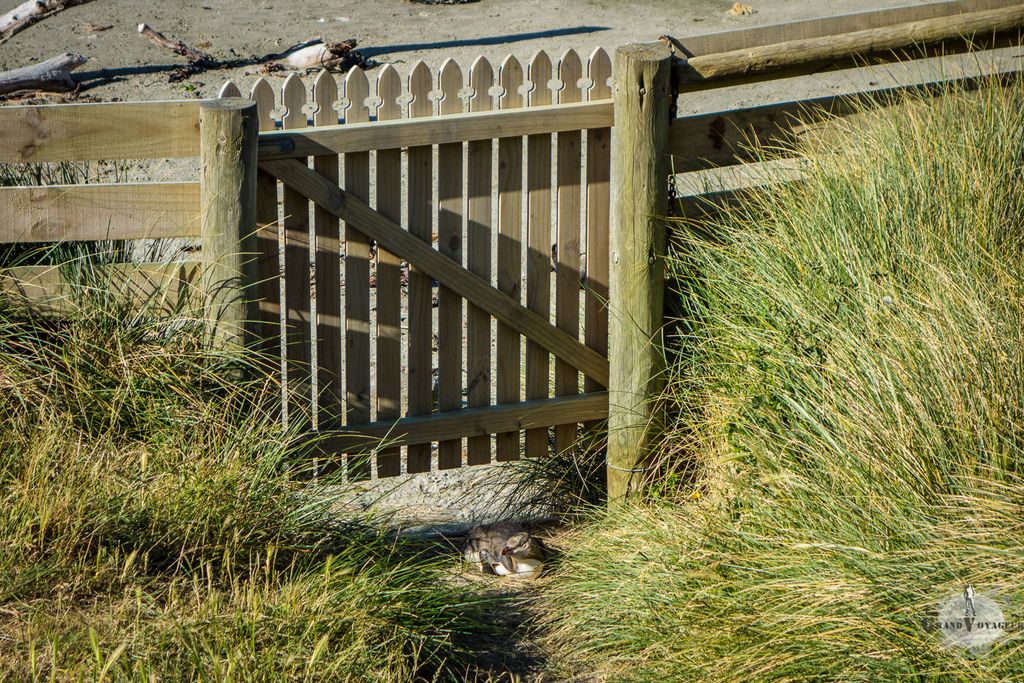 Un pingouin antipode nous empêche d'accéder à la plage. C'est un soirée privée ?