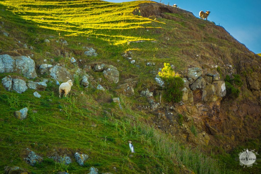 Des moutons et un pingouin. J'adore la Nouvelle-Zélande !