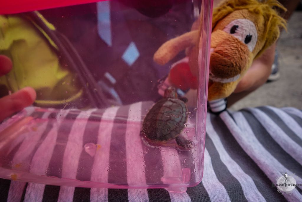 T-Chat se fait un nouveau copain, Roberto Tortuga. T-Chat se fait un nouveau copain, Roberto Tortuga.