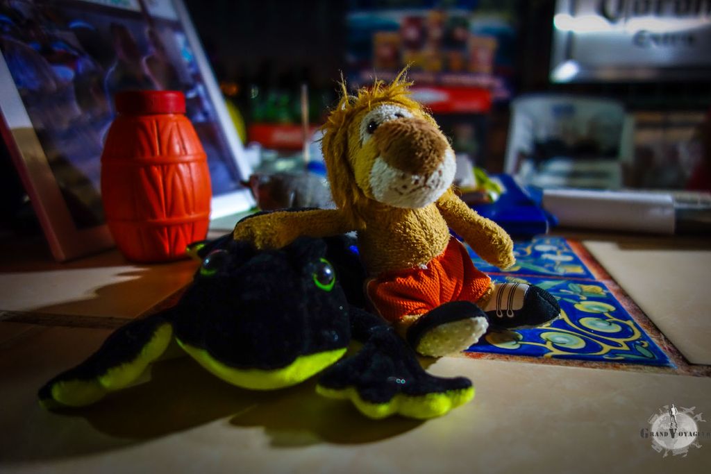 T-Chat s'est fait copain avec une grenouille locale. T-Chat s'est fait copain avec une grenouille locale.