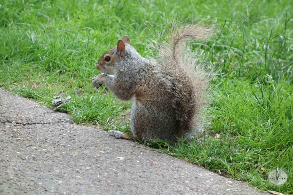 Un écureuil dans le parc à Boston. Sa queue est un peu décharnée mais il a quand même de la gueule non ? Un écureuil dans le parc à Boston. Sa queue est un peu décharnée mais il a quand même de la gueule non ?