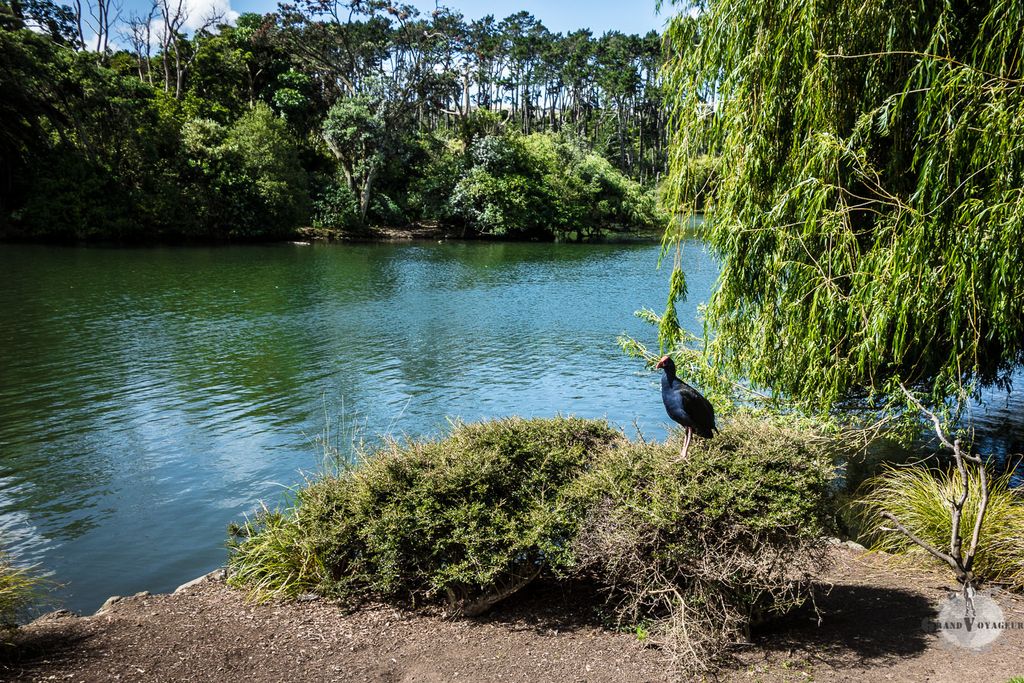 Un pukeko se retrouve sur un buisson. On ne sait pas trop ce qu'il fait là mais il a l'air de s'y plaire. Un pukeko se retrouve sur un buisson. On ne sait pas trop ce qu'il fait là mais il a l'air de s'y plaire.