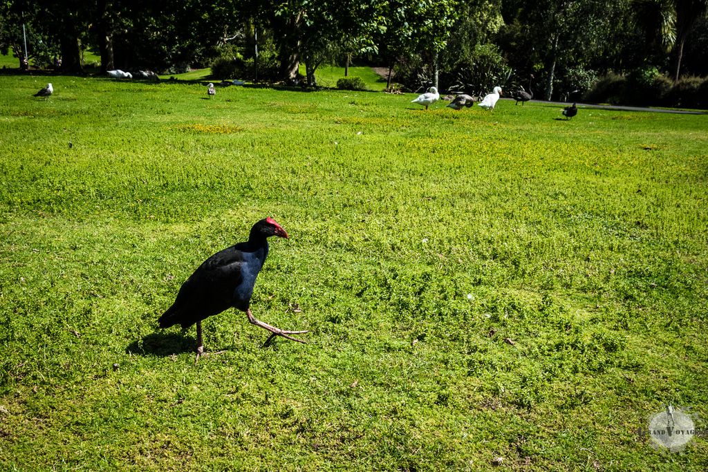 Un pukeko vaque avec hâte à ses occupations. Un pukeko vaque avec hâte à ses occupations.