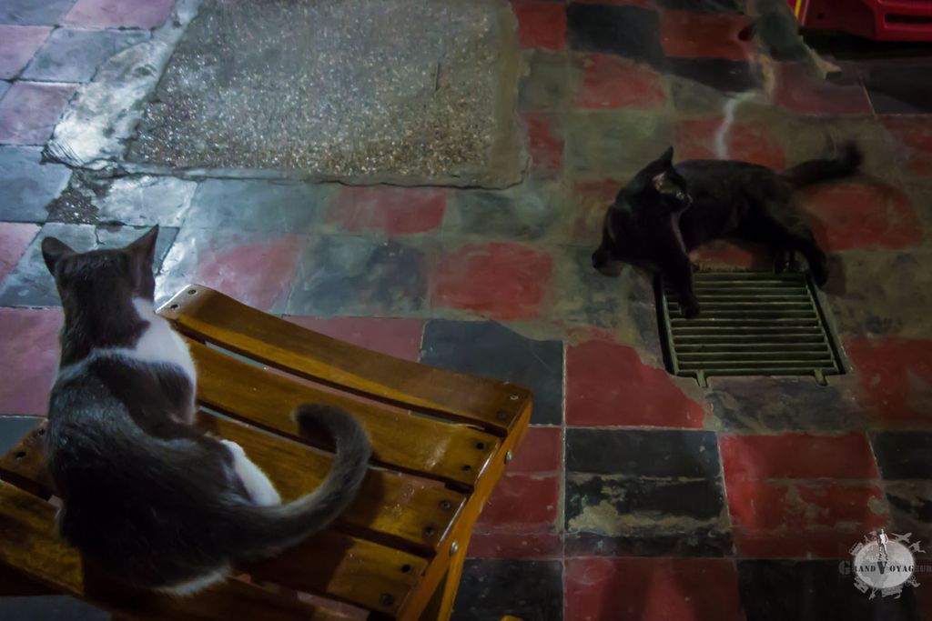 Au Mamallena, les hôtes félins des lieux nous rappellent qu'il fait beaucoup trop chaud pour être très actif. Au Mamallena, les hôtes félins des lieux nous rappellent qu'il fait beaucoup trop chaud pour être très actif.