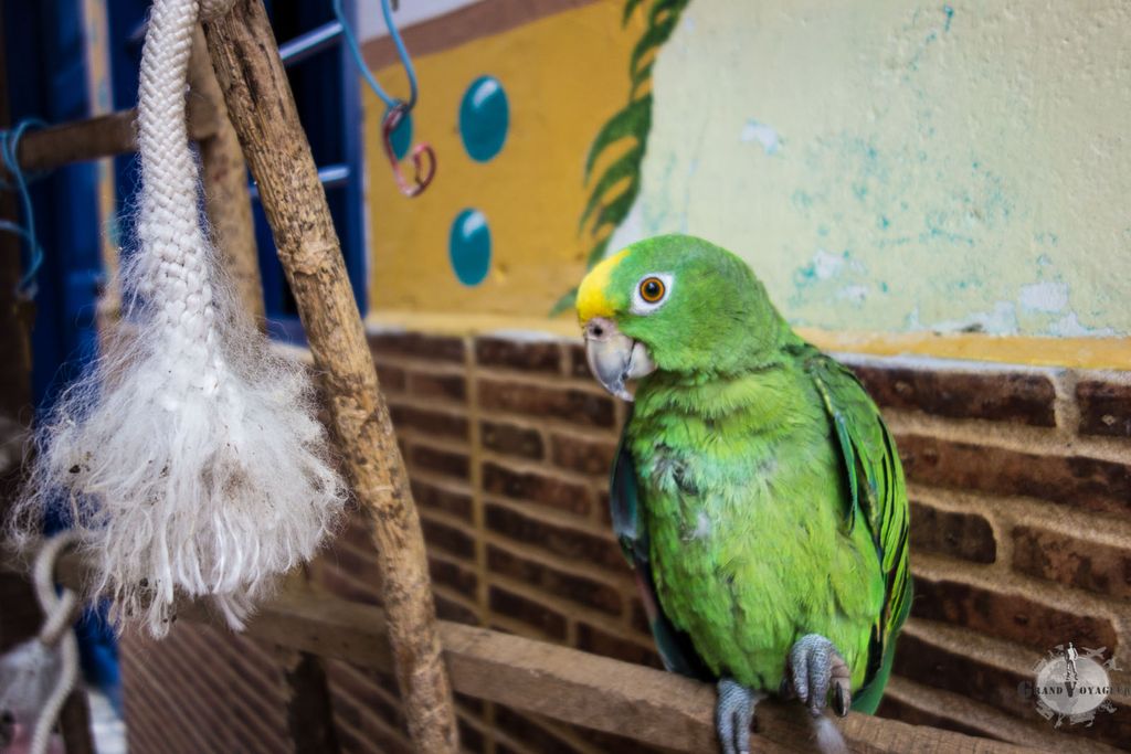Le Perroquet du Mamallena a appris à parler pendant que j'y étais. Sur la fin on pouvait l'entendre dire "Holaaa" et "Helloooo" sans arrêt. Le Perroquet du Mamallena a appris à parler pendant que j'y étais. Sur la fin on pouvait l'entendre dire "Holaaa" et "Helloooo" sans arrêt.