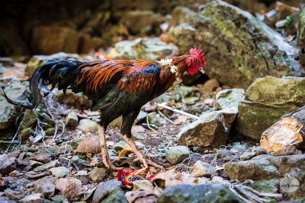 Il y a aussi un coq qui se fait régulièrement courser par les macaques. Il y a aussi un coq qui se fait régulièrement courser par les macaques.