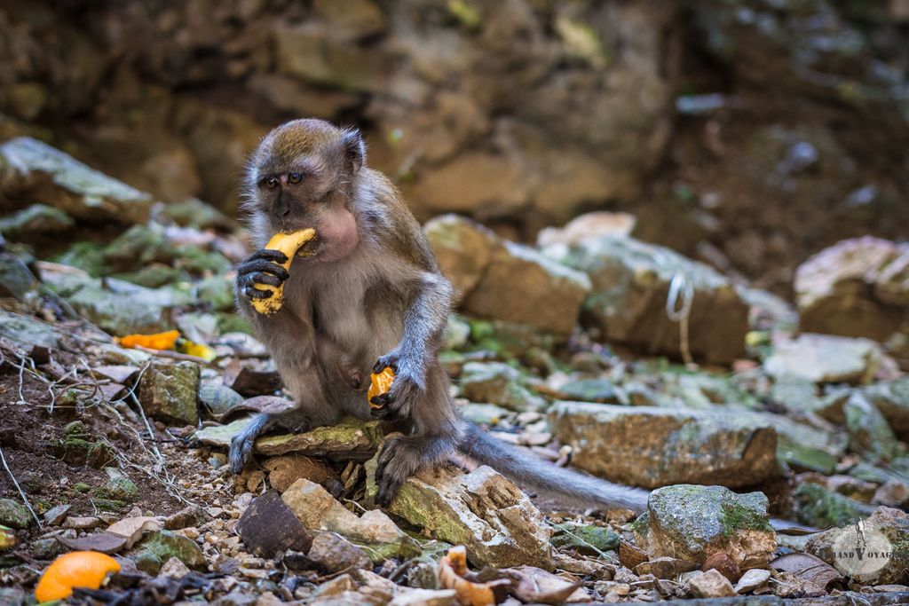 Monsieur Gourmand Monsieur Gourmand