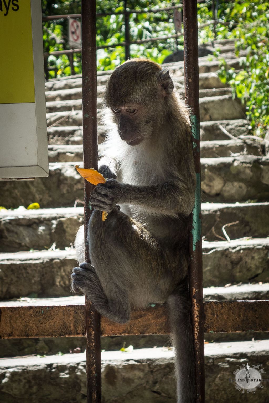 Monsieur Intello Monsieur Intello