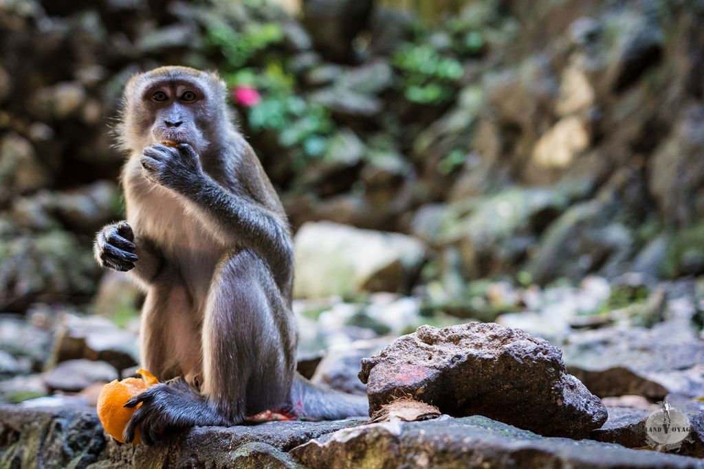 Image for Kuala-Lumpur : Tours Petronas, macaques et requins